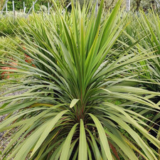 1 Large Plant - Cordyline