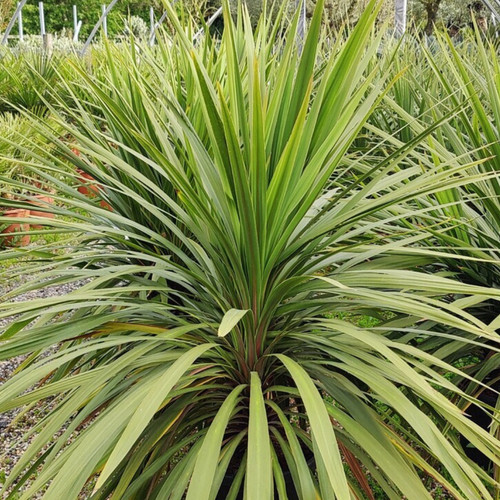 Large plant cordyline - 1,