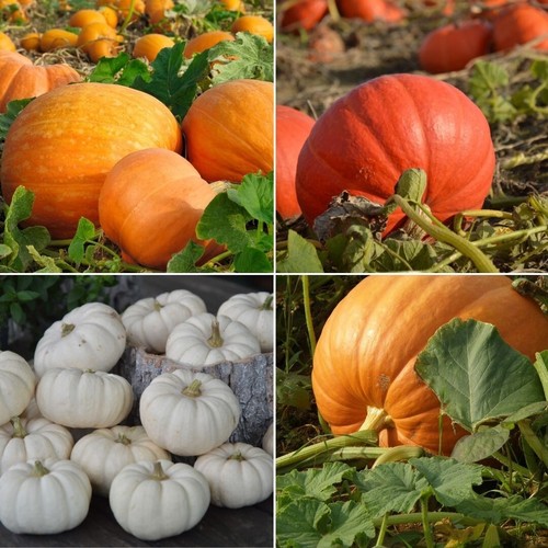 Pumpkin seeds huge selection - seeds,