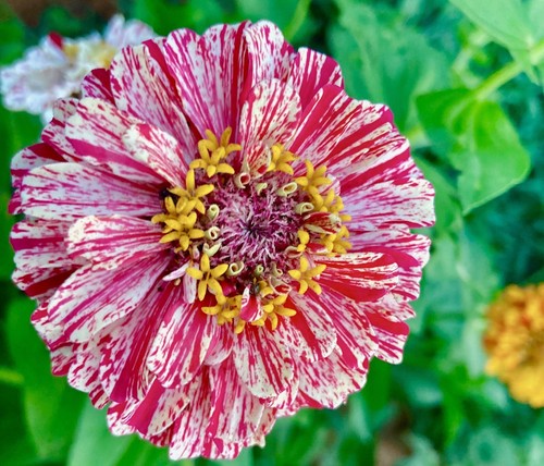 110x zinnia dahlia peppermint - 110x,