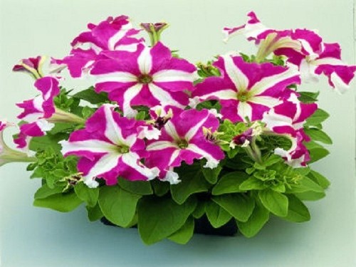 Pelleted petunia seeds - 50,