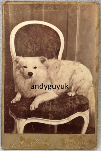 Cabinet card samoyed spitz - or,