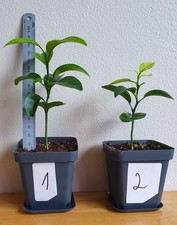  Mandarin tree, Citrus tree