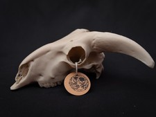 Sheep Skull Replica with Horns – Realistic 3D Printed Bone Model Display