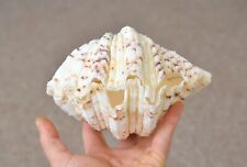 Two Bear Paw Claw Clam Natural
