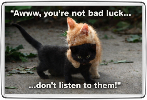 Cute black cat ginger - &, kitten