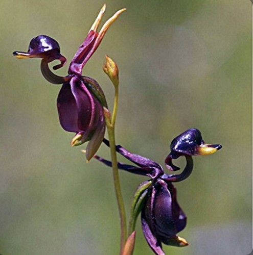300 seeds duck orchid - 300,
