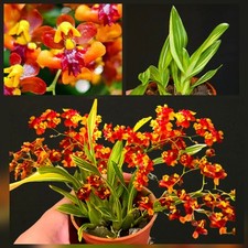 Mini Oncidium Twinkle "Tiny Twinkle Orange" Variegated. 1 Spike. Very Fragrant 
