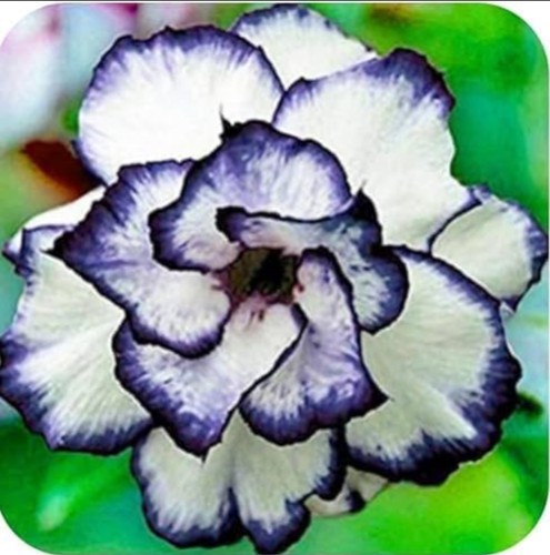Ink spill desert rose - ink,