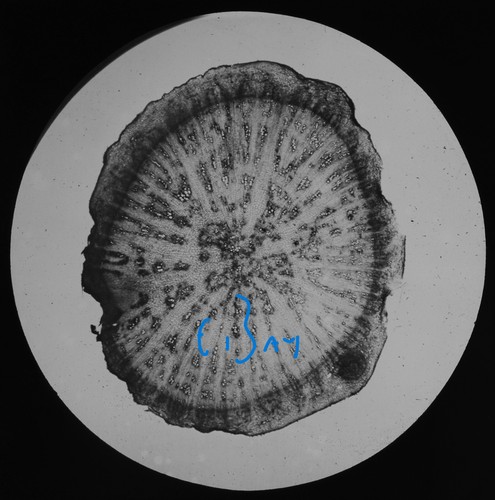 Microscope photo root - photo, of