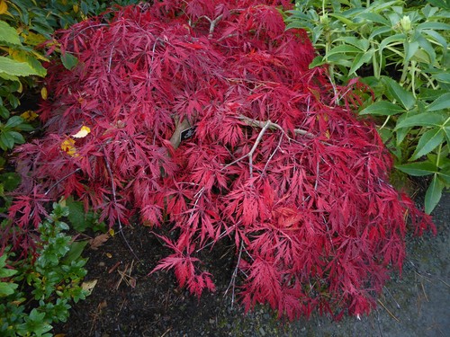 Acer palmatum dissectum lacy - palmatum, dissectum.