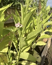 tobacco Amber Leaf highly fertile seeds approx 1500 Organic.