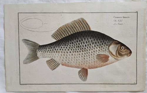Cyprinus gibelio carp marcus - cyprinus,