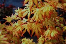 1 X ACER 'ORANGE DREAM' DECIDUOUS JAPANESE MAPLE TREE HARDY GARDEN PLANT POT