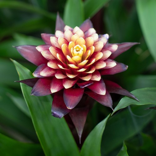 Guzmania francesa bromeliad - francesa,