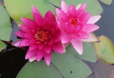 Nymphaea Perry's Baby Red