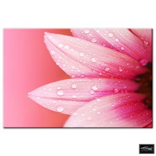 Floral Flowers BOTANICAL   BOX