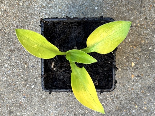 Hosta regal tot small - regal,