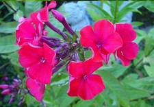 Phlox paniculata Starfire ex 1