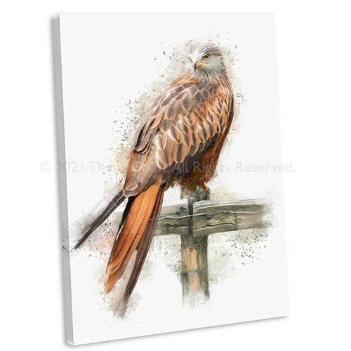 Red kite picture watercolour - picture,