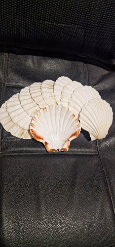 Pack white scallop - of, 10