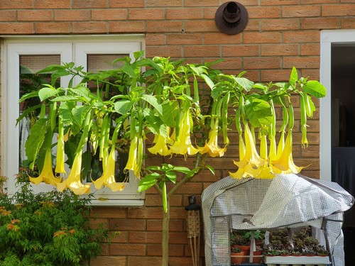Brugmansia rooted single - brugmansia,
