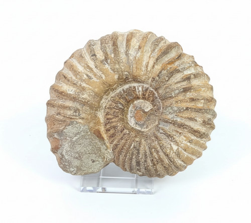 Large natural ammonite fossil - large,