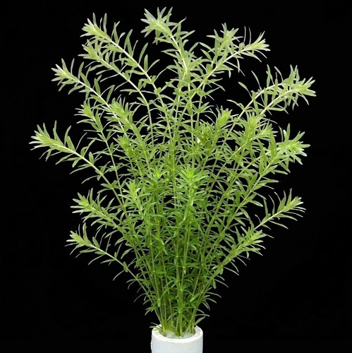 Elodea densa x10 bunch - elodea,