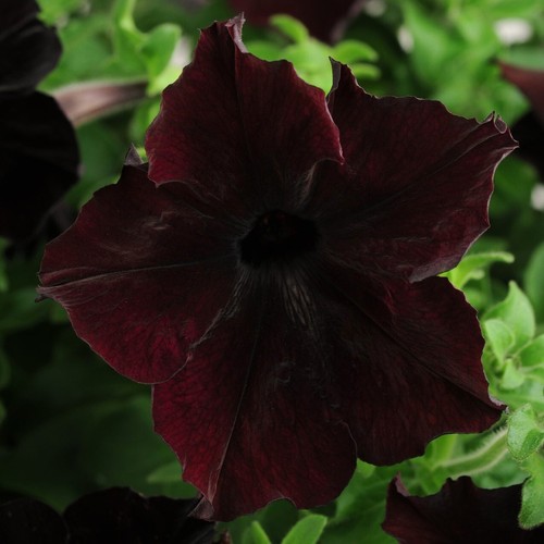 Pick mix petunia premium - &,