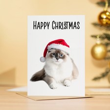 Ragdoll Cat Santa Hat