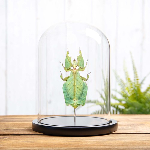 Giant leaf taxidermy - taxidermy, insect