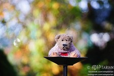 Rollei HEIDOSMAT 85/2.8