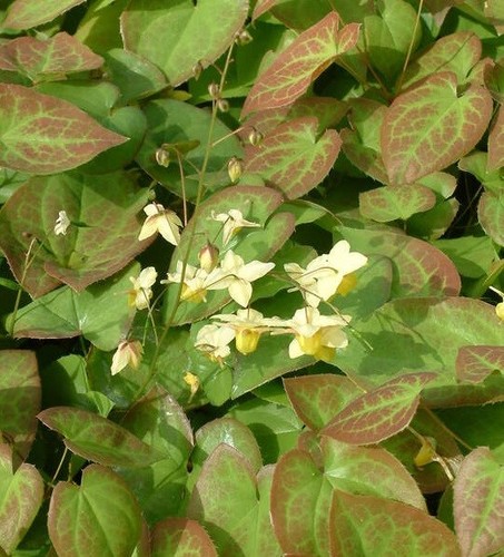 Epimedium versicolor - epimedium,