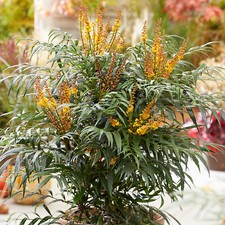 Mahonia Volcano Evergreen
