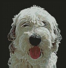 Old English Sheep Dog Cross