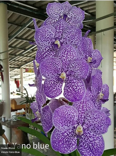 Rare vanda yano blue orchid - rare,