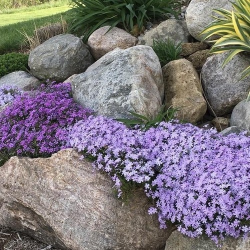 Phlox blue beauty - , 'blue