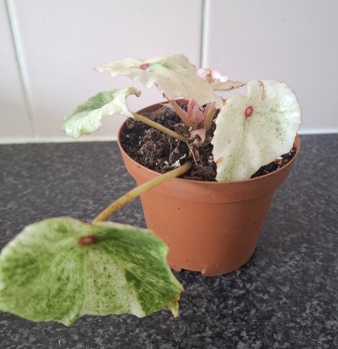 Begonia rouge variegated - begonia,