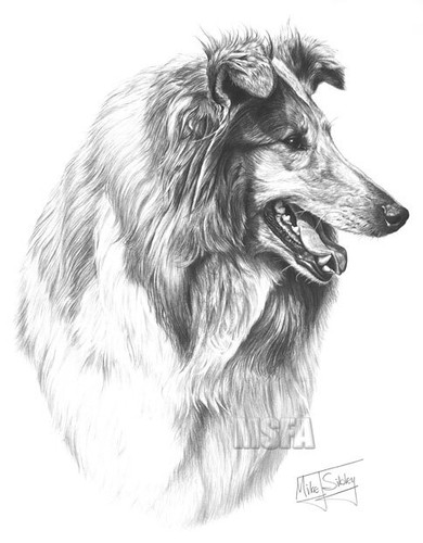 Rough collie large superb - collie,
