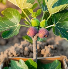 Little Miss Figgy, Fig Tree in a 9cm Pot, Ready to Fruit, Sweet Taste