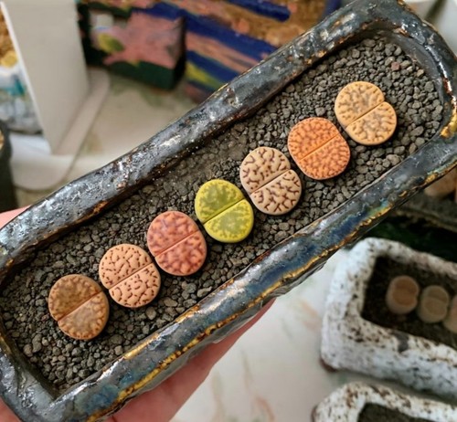 Mixed lithops bromfieldii - mixed,