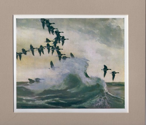 Peter scott brent geese - scott ,