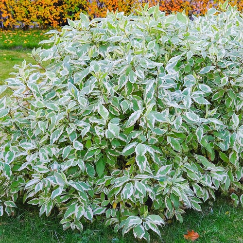Cornus alba elegantissima - cornus,