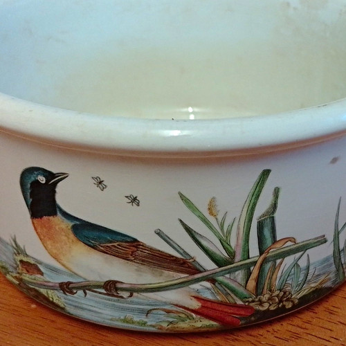 Portmeirion birds britain - portmeirion,