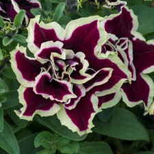Petunia tumbelina Superstar 6
