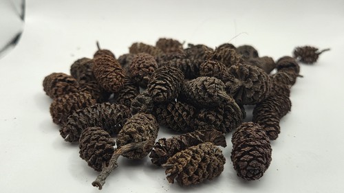 Large alder cones aquarium - large,