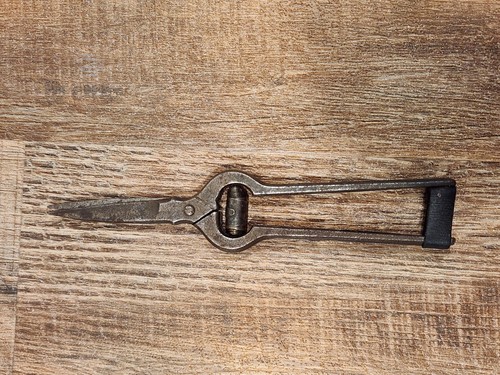 Antique grape thinning - in,