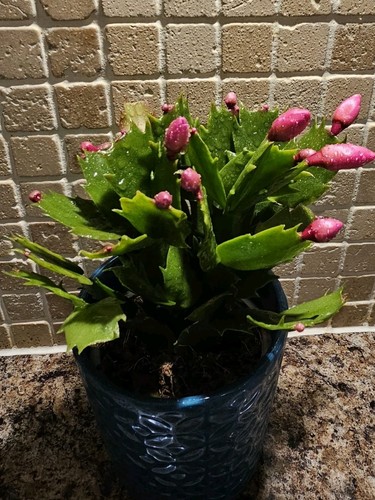 Christmas cactus pink rooted - cactus,