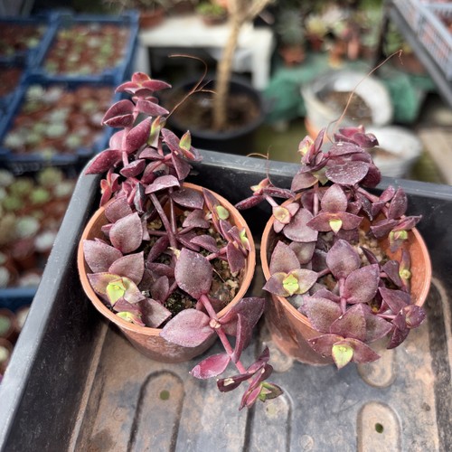 Crassula pellucida rubra 2 - rubra, x