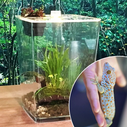 Large acrylic reptile - acrylic,